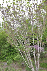 Cercis chinensis Avondale — photo 3